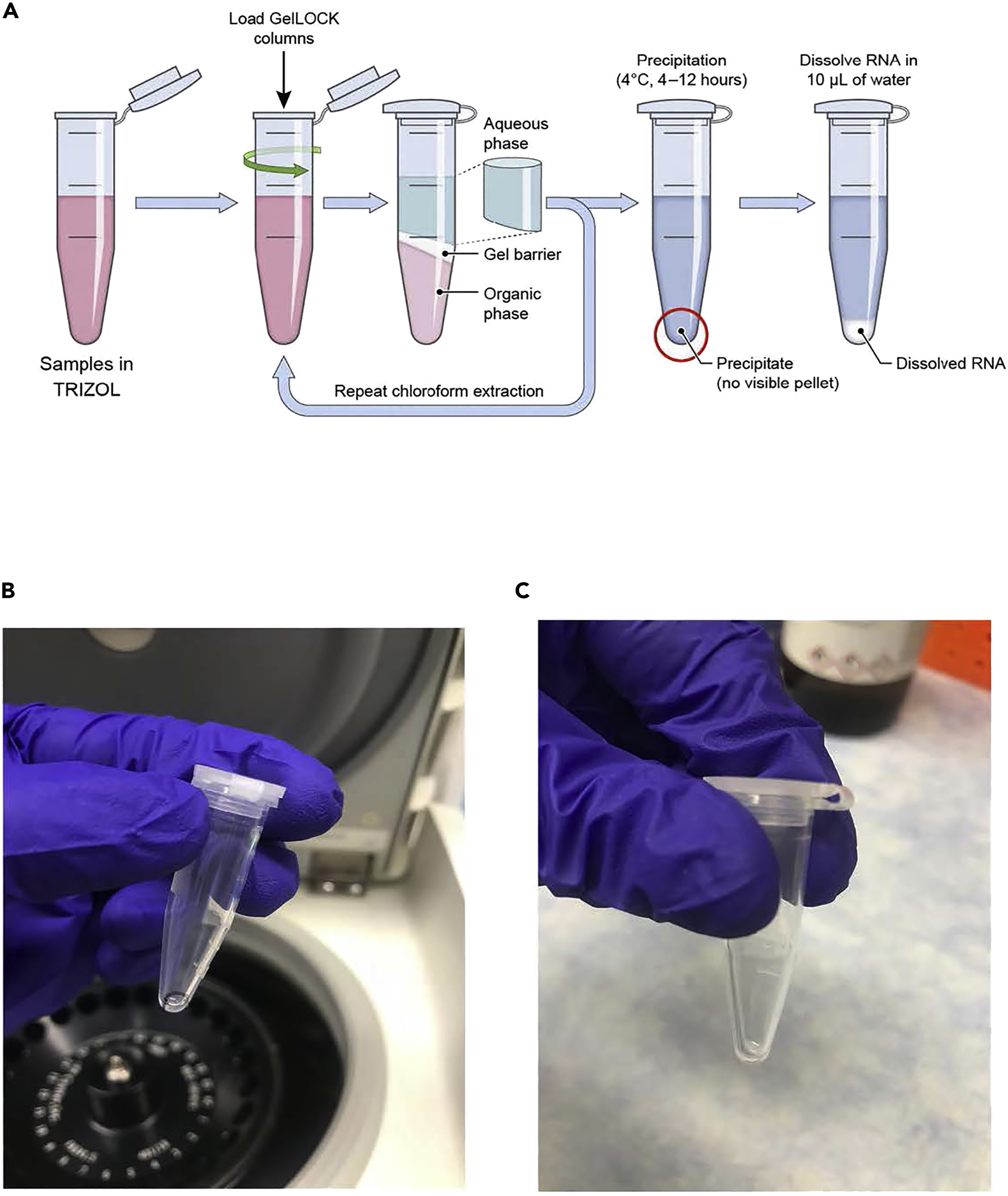 Cell Press STAR Protocols