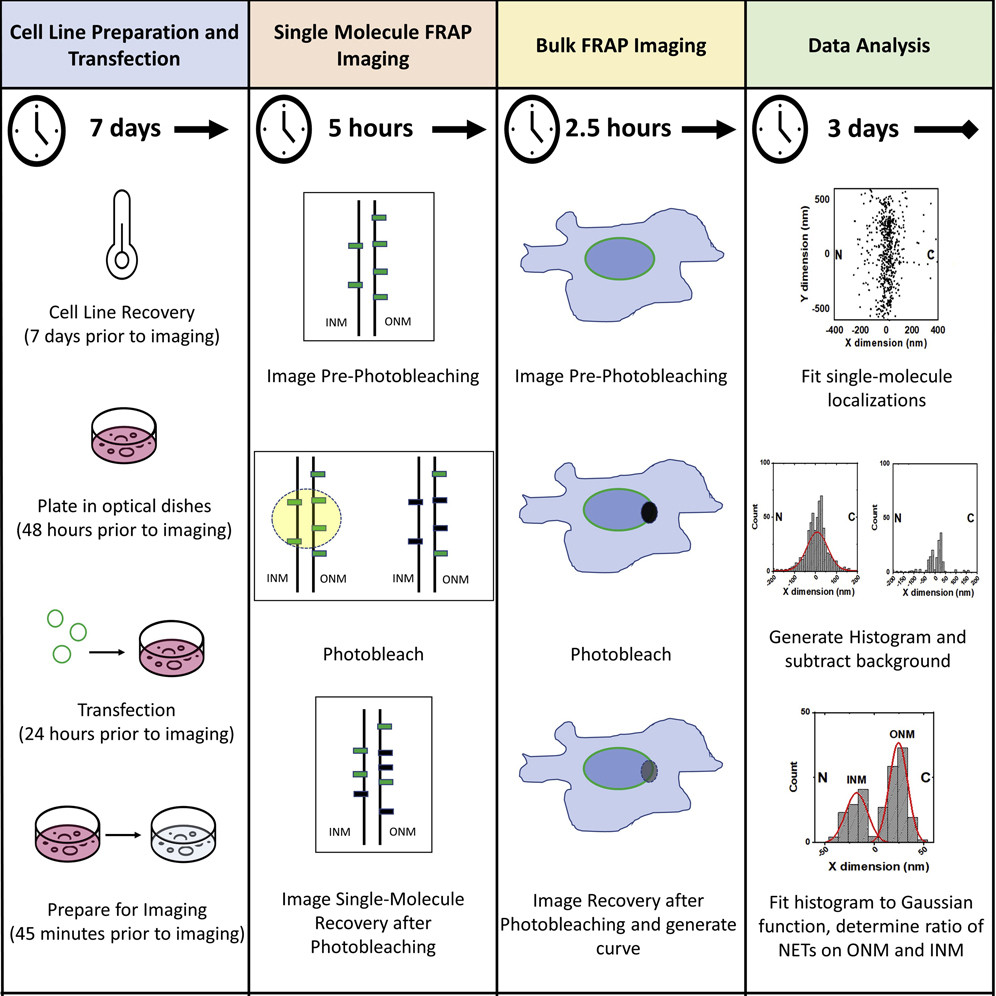 Cell Press STAR Protocols