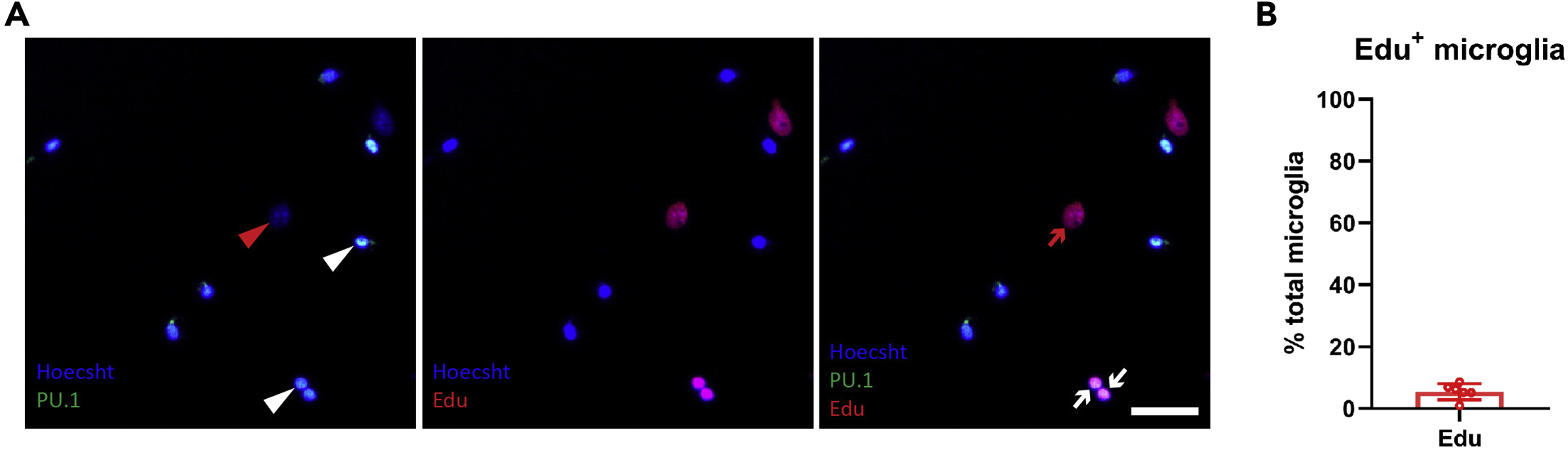 Cell Press Star Protocols