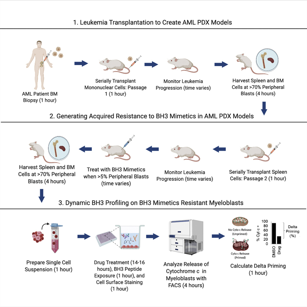 Cell Press STAR Protocols