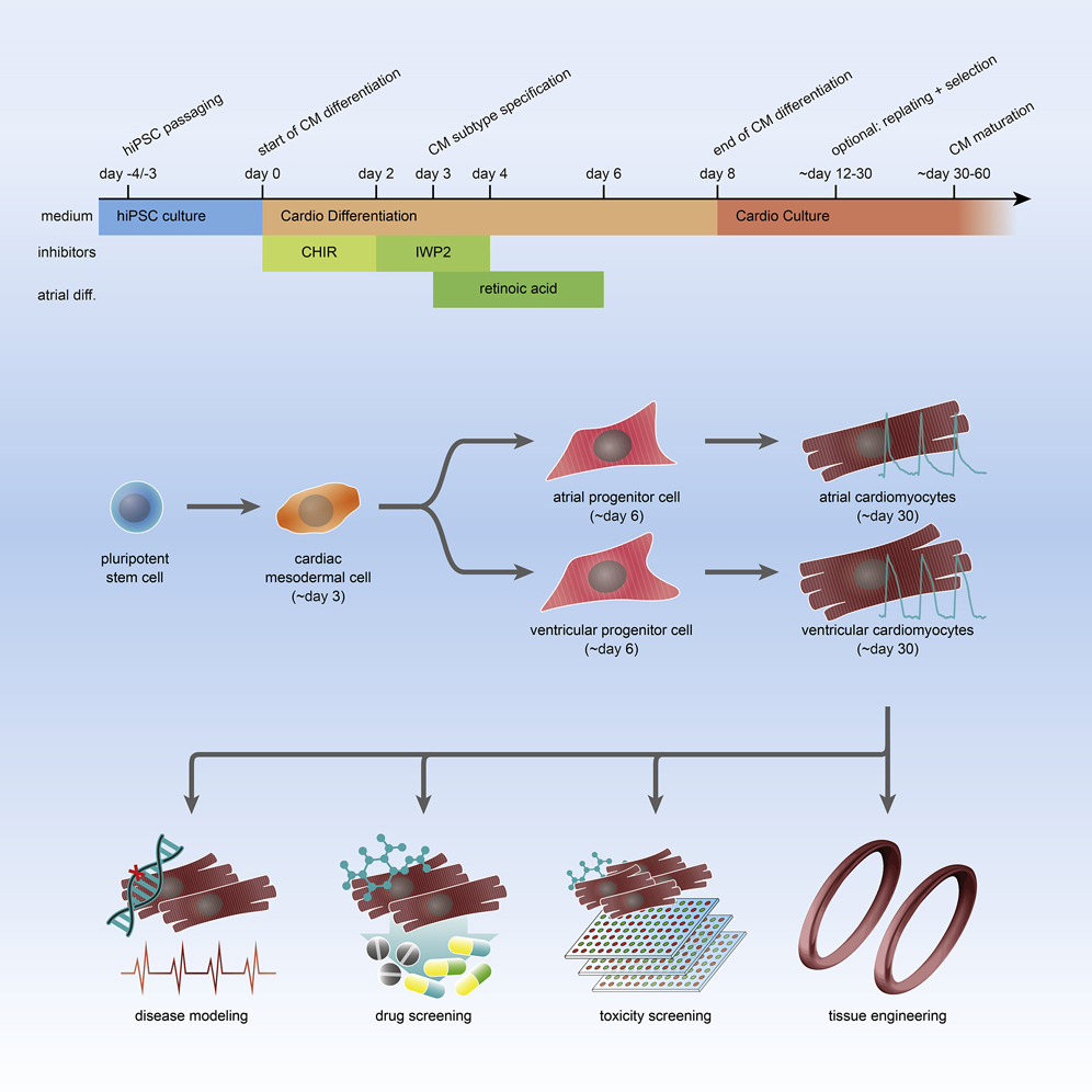 Cell Press: STAR Protocols