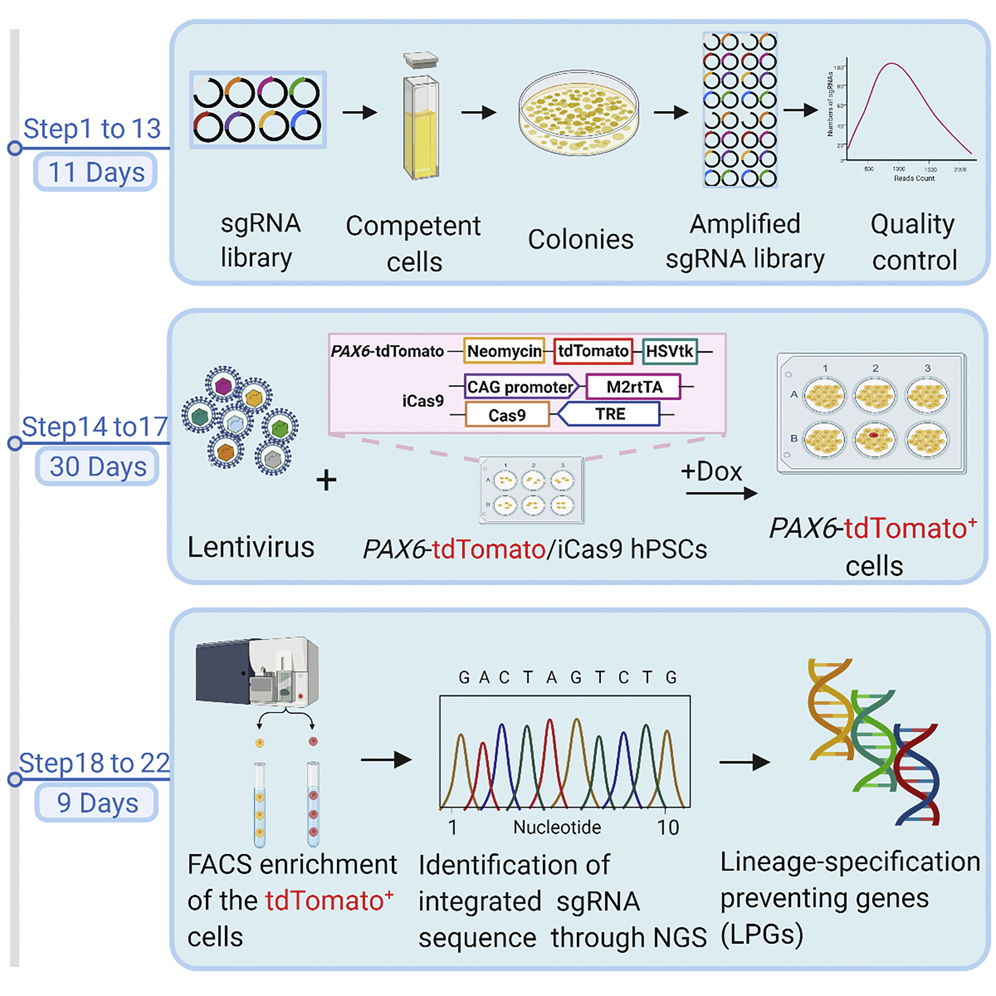 Cell Press: STAR Protocols