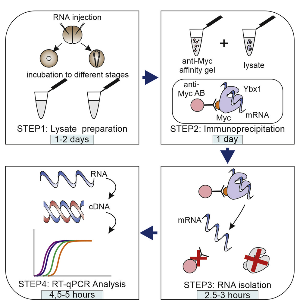 Cell Press STAR Protocols