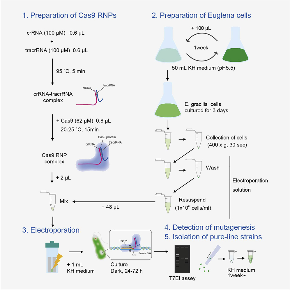 Cell Press: STAR Protocols