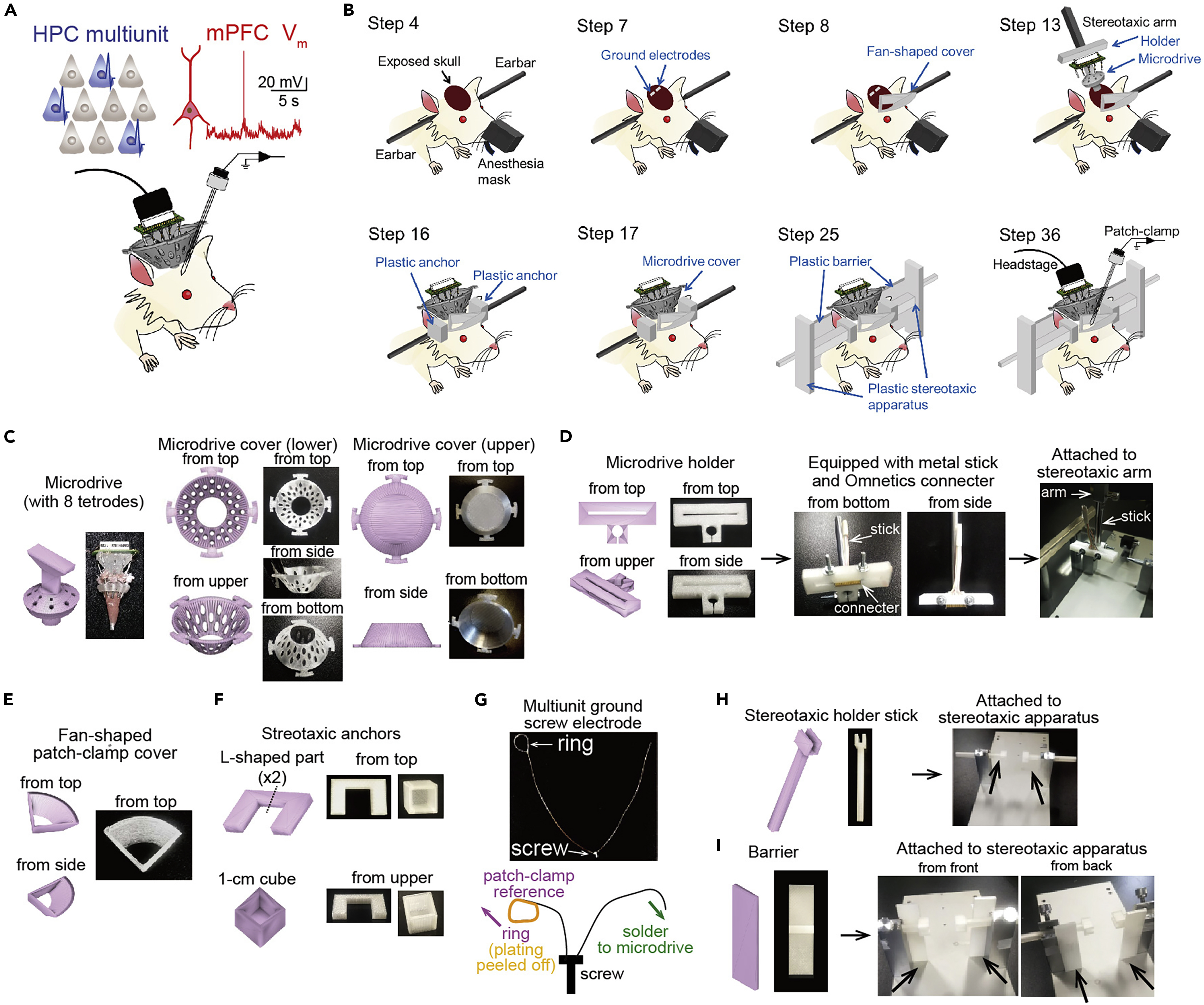 Concurrent recordings of hippocampal neuronal spikes and