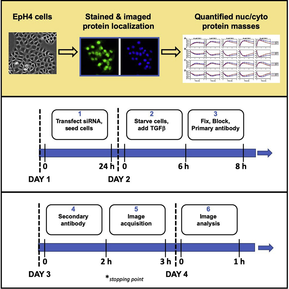 Cell Press STAR Protocols