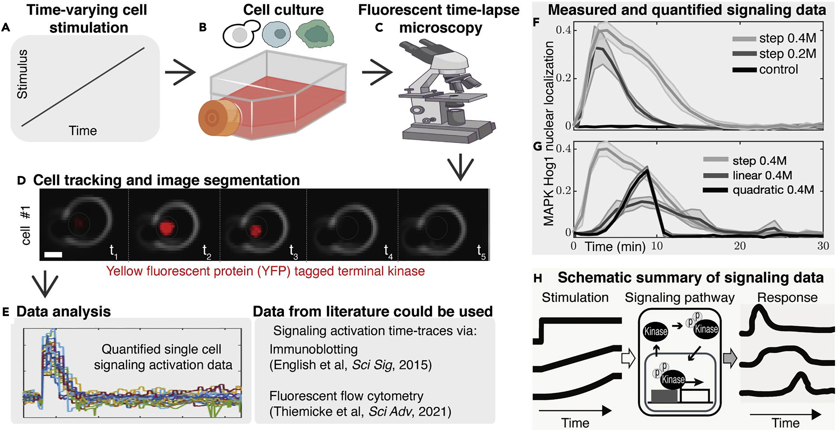 Building predictive signaling models by perturbing yeast