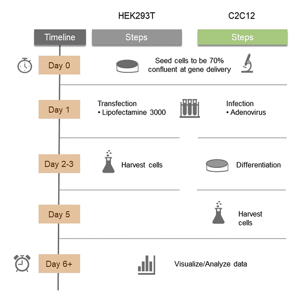 Cell Transfection Process Diagram Cell Transfection