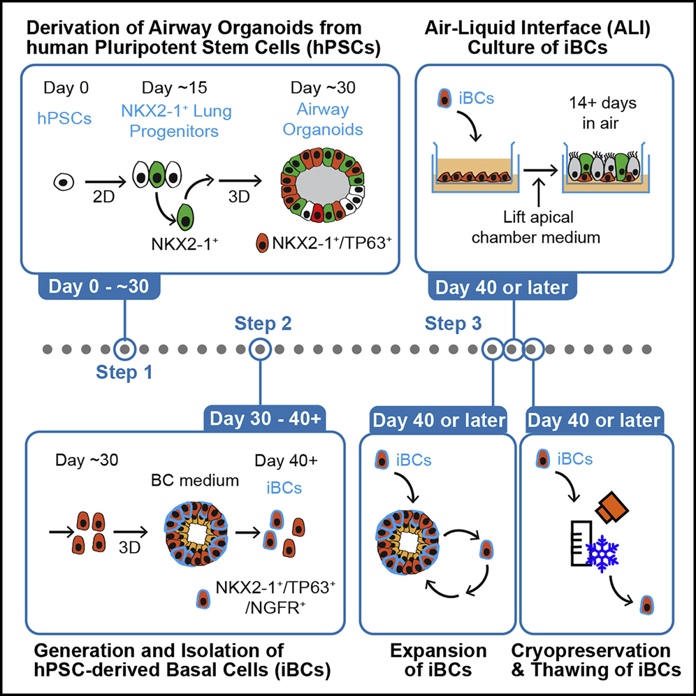 Gentle Cell Dissociation Reagent for Human ES/iPS Cells