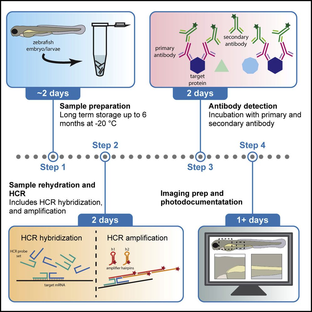 Cell Press STAR Protocols