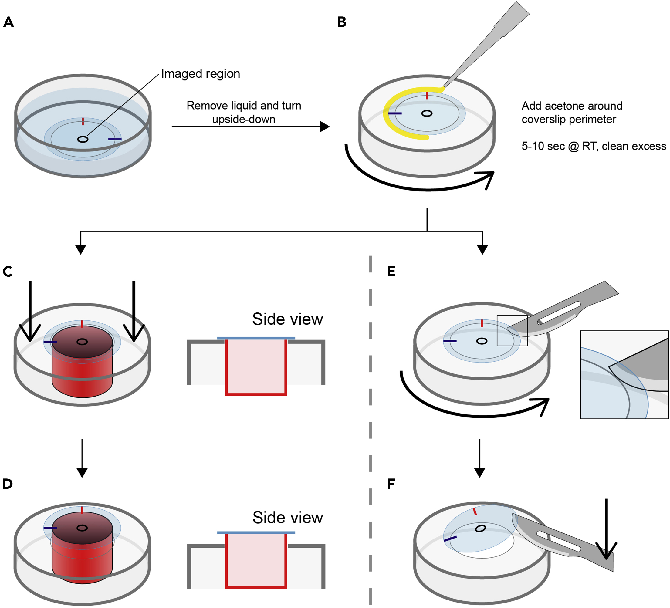 Cell Press STAR Protocols