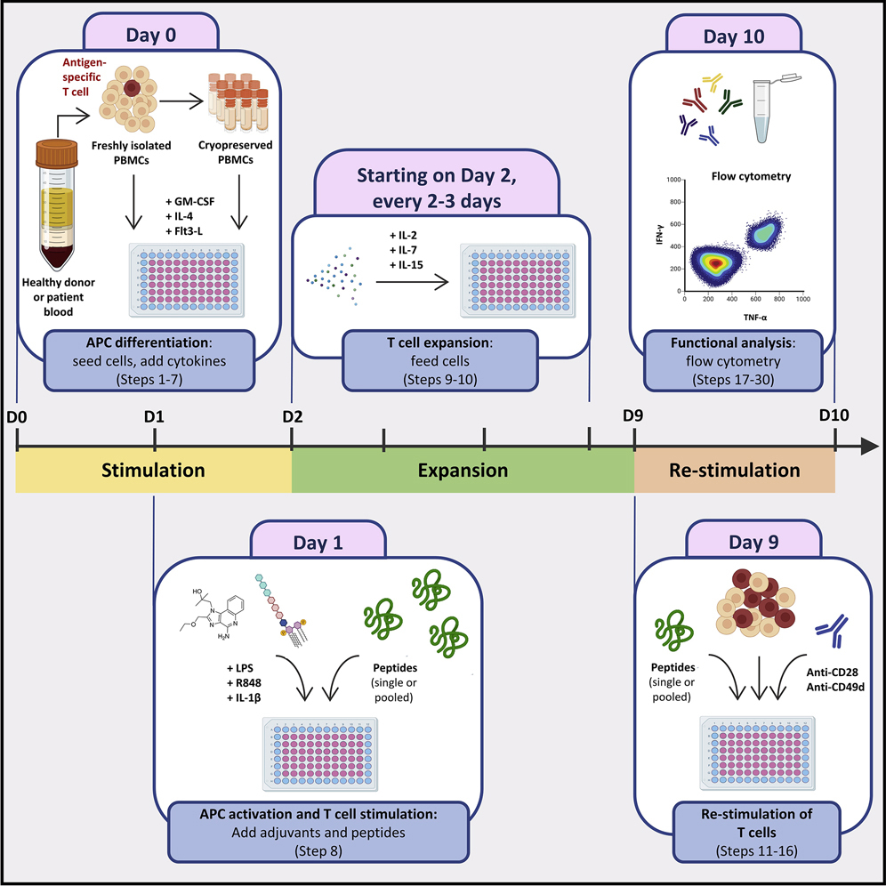 A T-cell-based immunogenicity protocol for evaluating human 