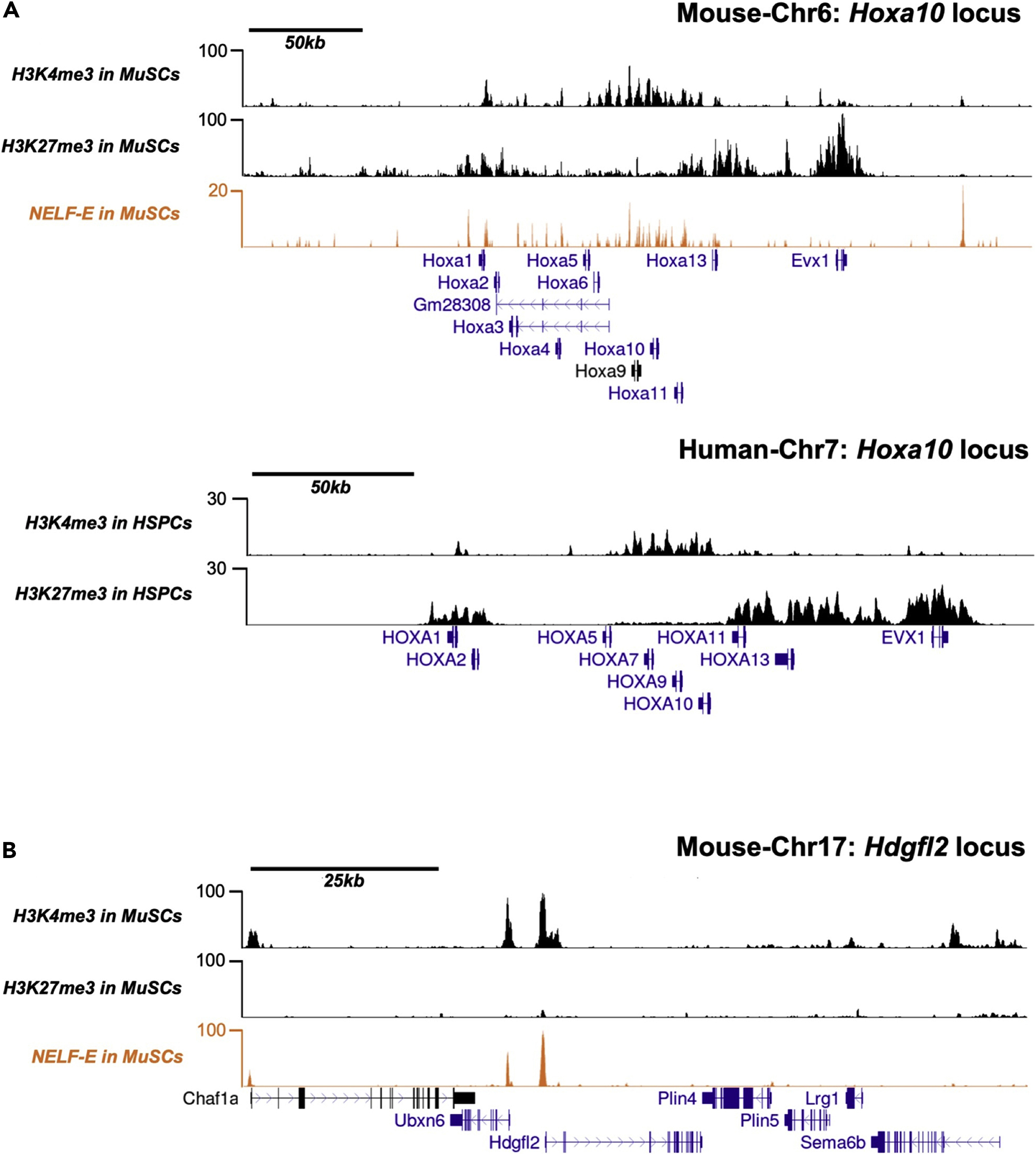 Cell Press STAR Protocols