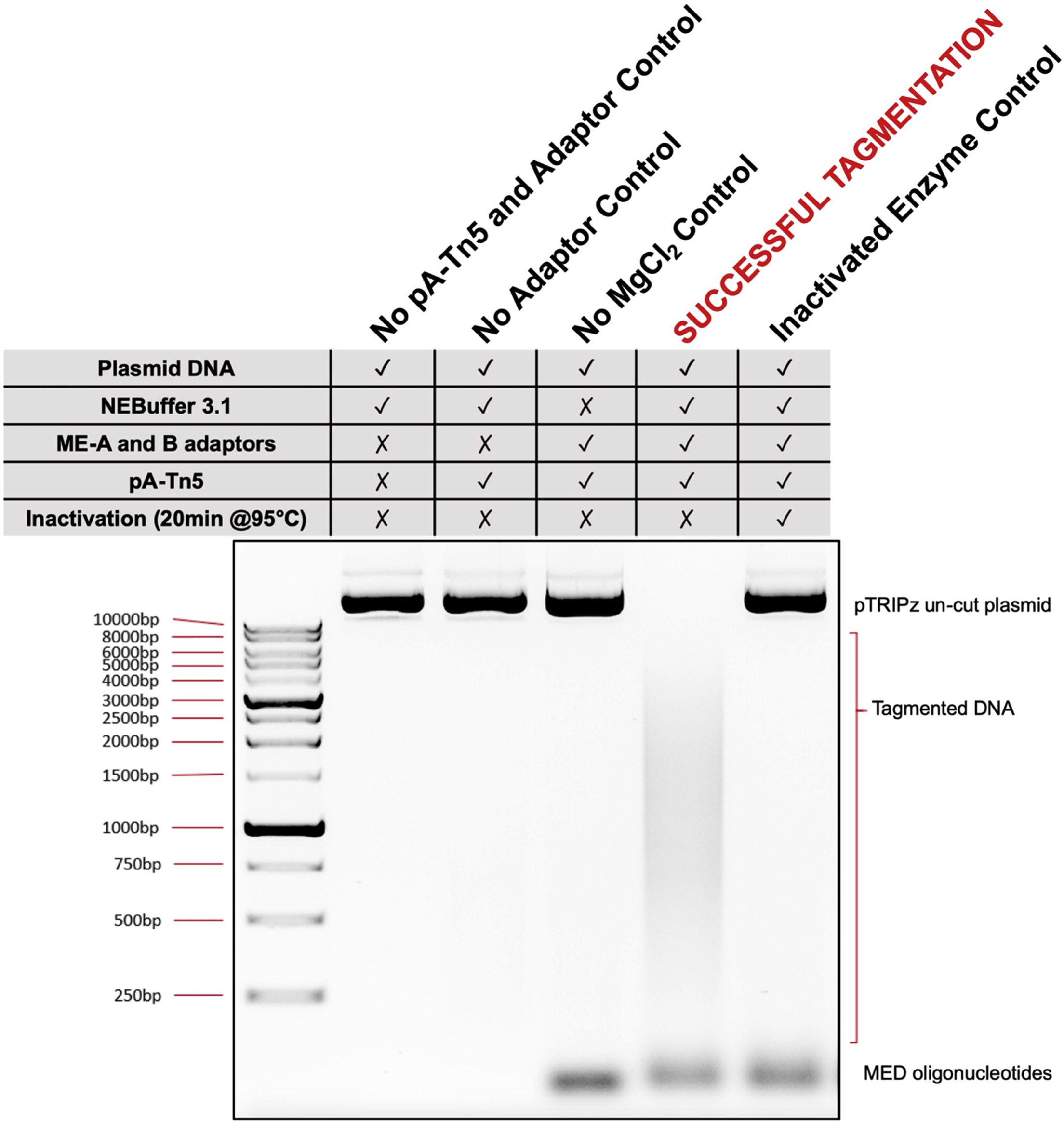 Cell Press STAR Protocols