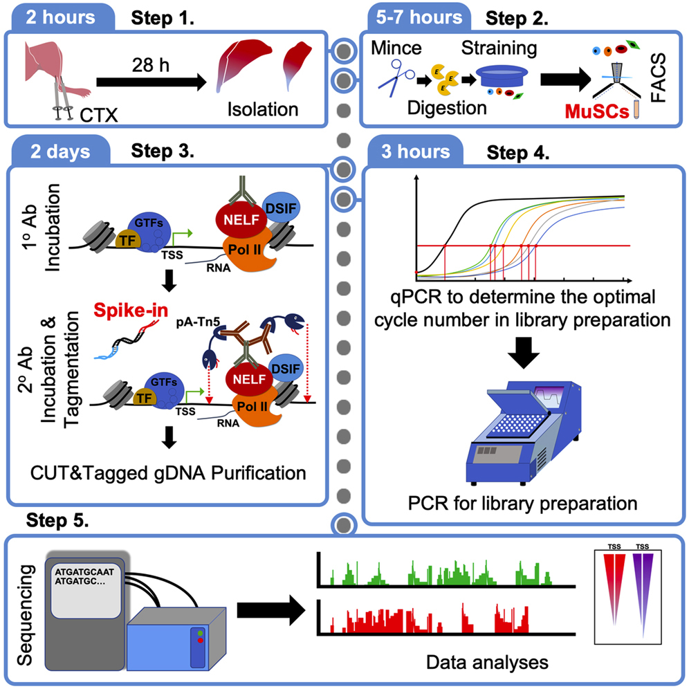 Cell Press STAR Protocols