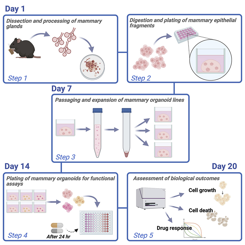 Cell Press: STAR Protocols