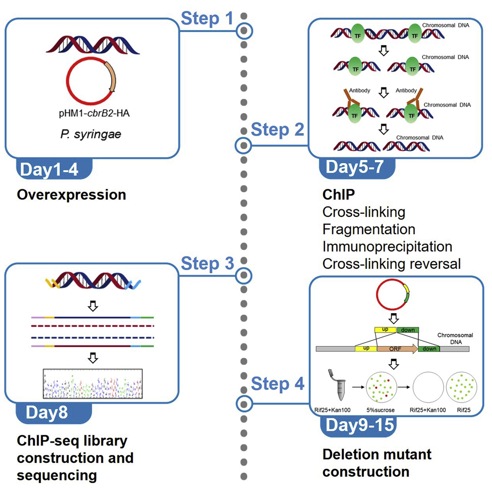 Optimized protocols for ChIP-seq and deletion mutant construction in  Pseudomonas syringae