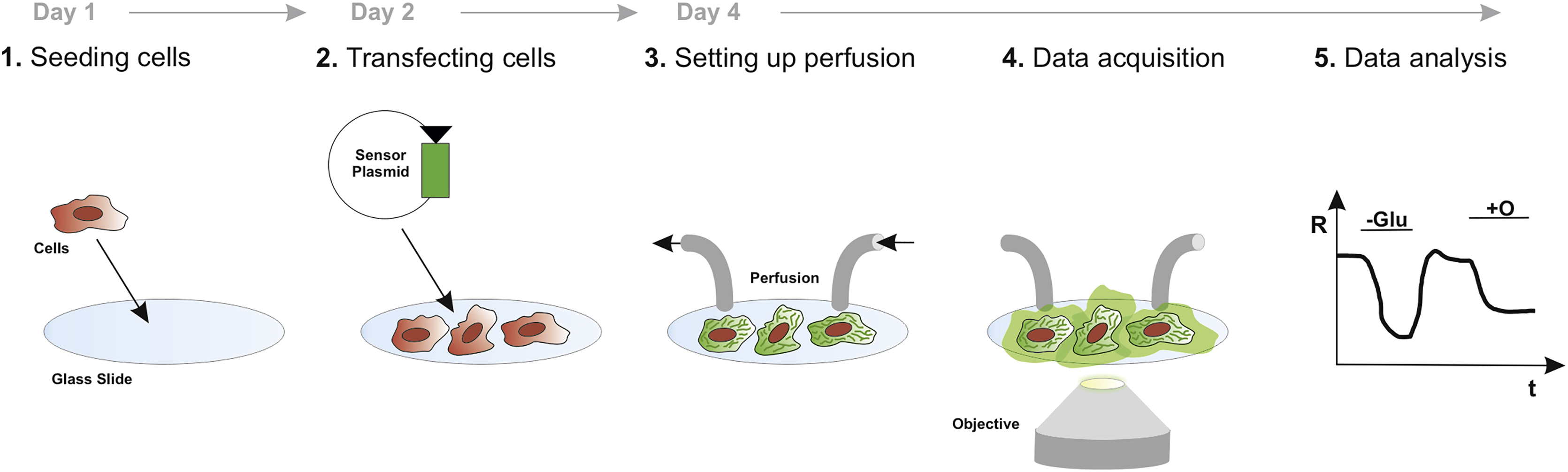Cell Press STAR Protocols