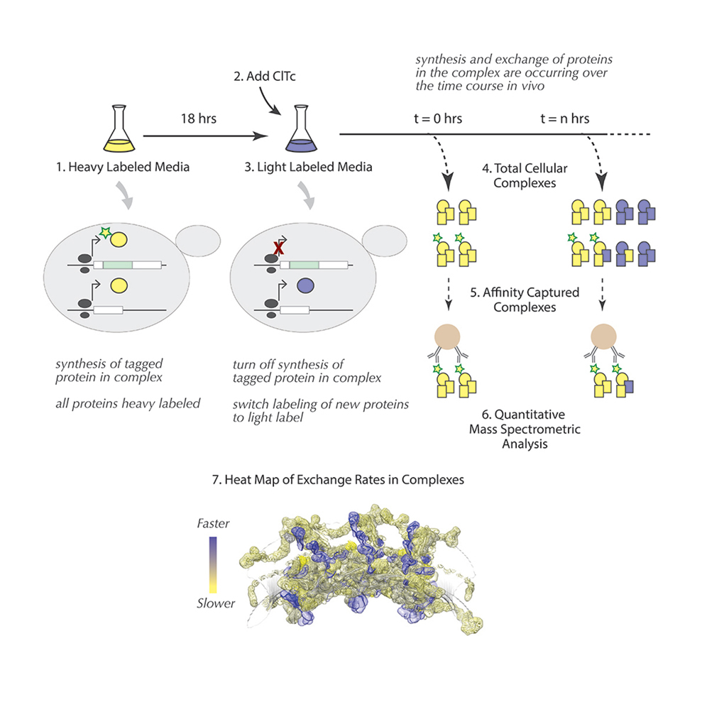 Cell Press: STAR Protocols