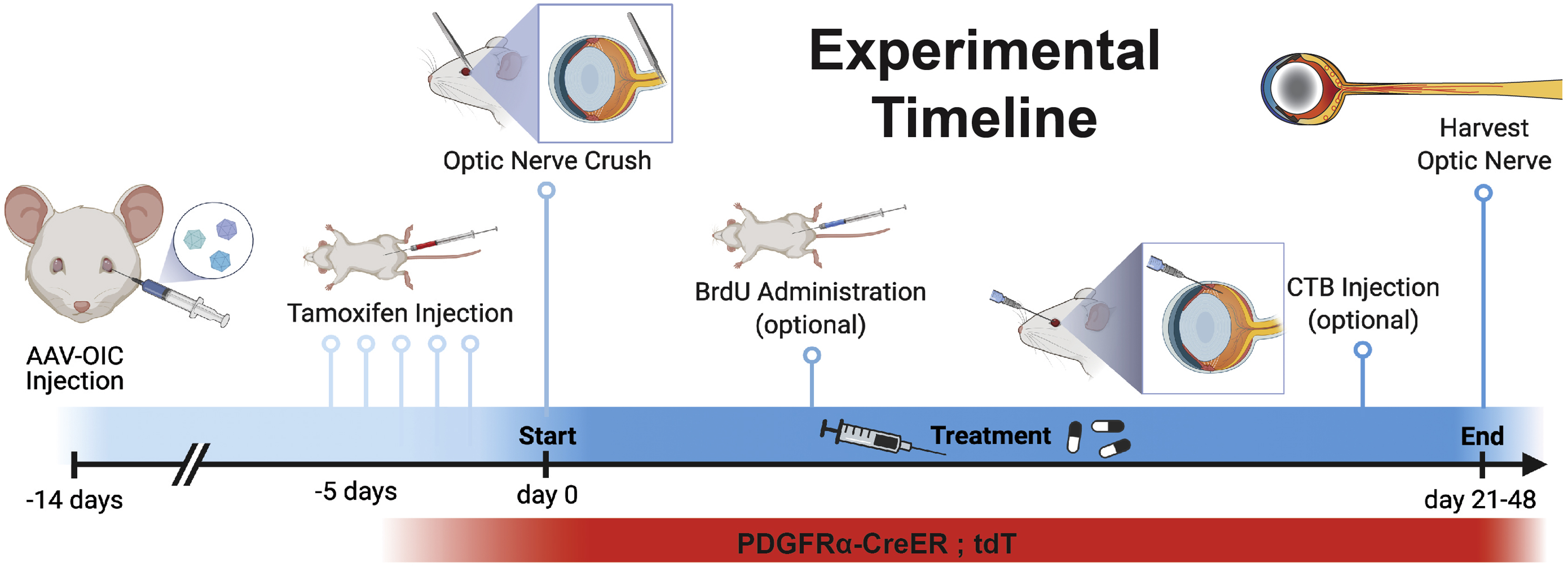 optic nerve experiment